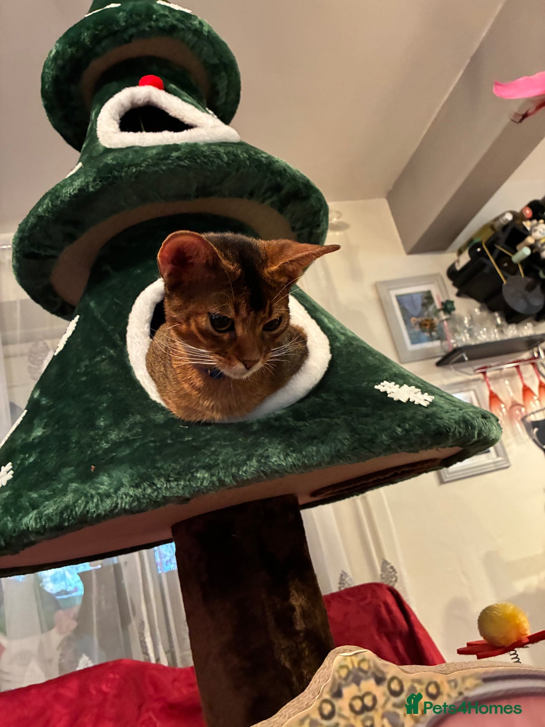 Abyssinian cats for sale: Abyssinian kitten looking for his new forever home - Advert 8