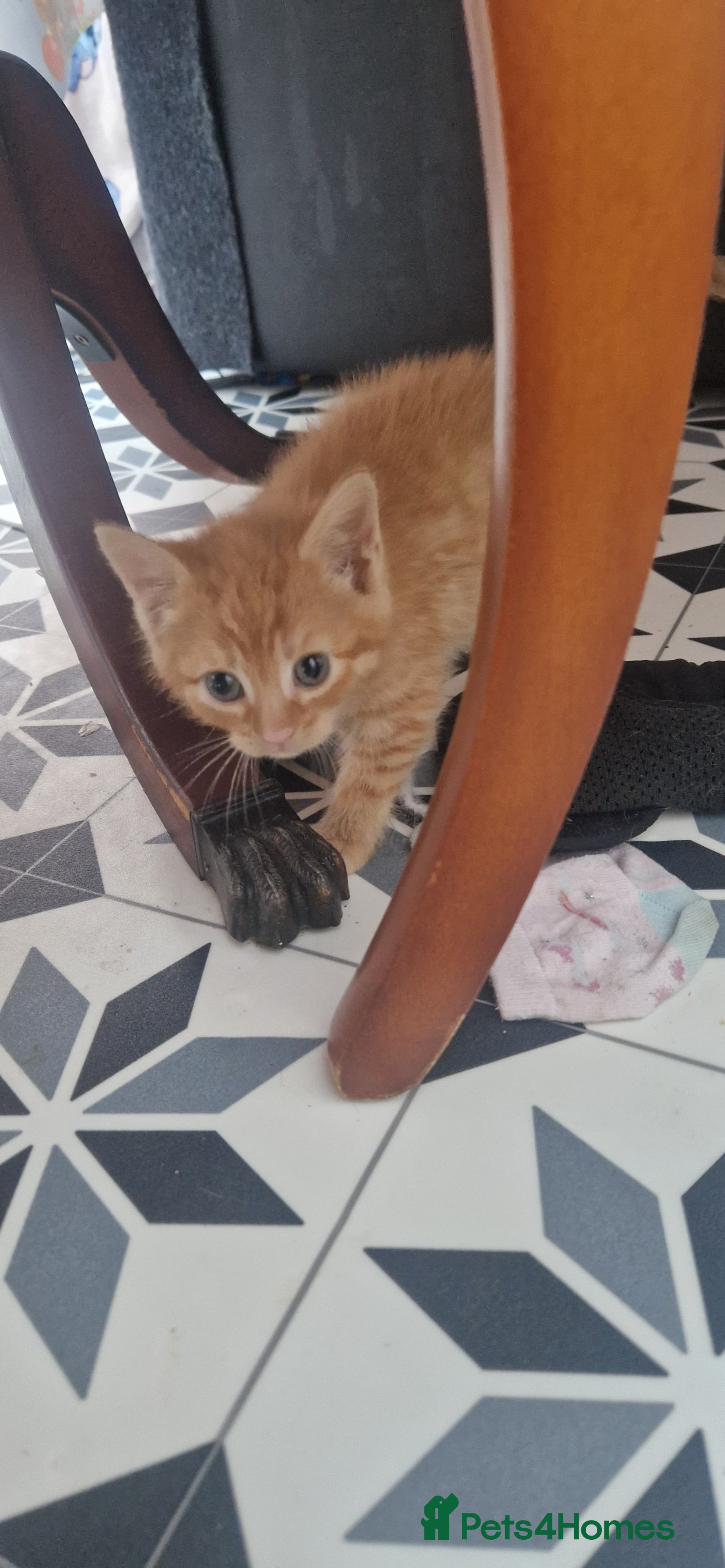 Mixed Breed cats 5 little kittens(2 calico girls +3 ginger males)  - Advert 1