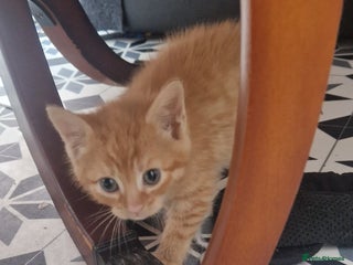 Mixed Breed cats 5 little kittens(2 calico girls +3 ginger males) - Advert 1