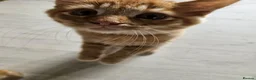Mixed Breed cats for sale: 2 beautiful brothers  in Colchester - Advert 5