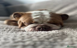 English Bulldog dogs for sale: Bonnie  - Image 1