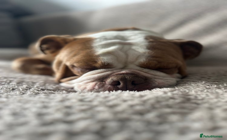 English Bulldog dogs - Advert 1