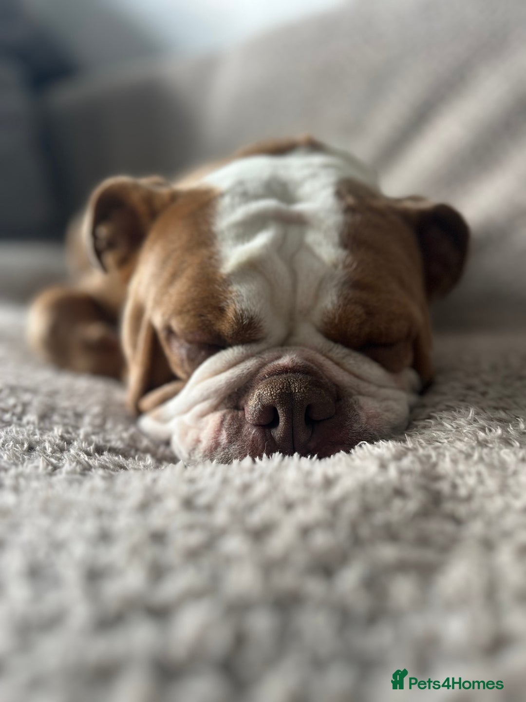 English Bulldog dogs for sale: Bonnie  - Image 1