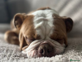 English Bulldog dogs - Advert 25