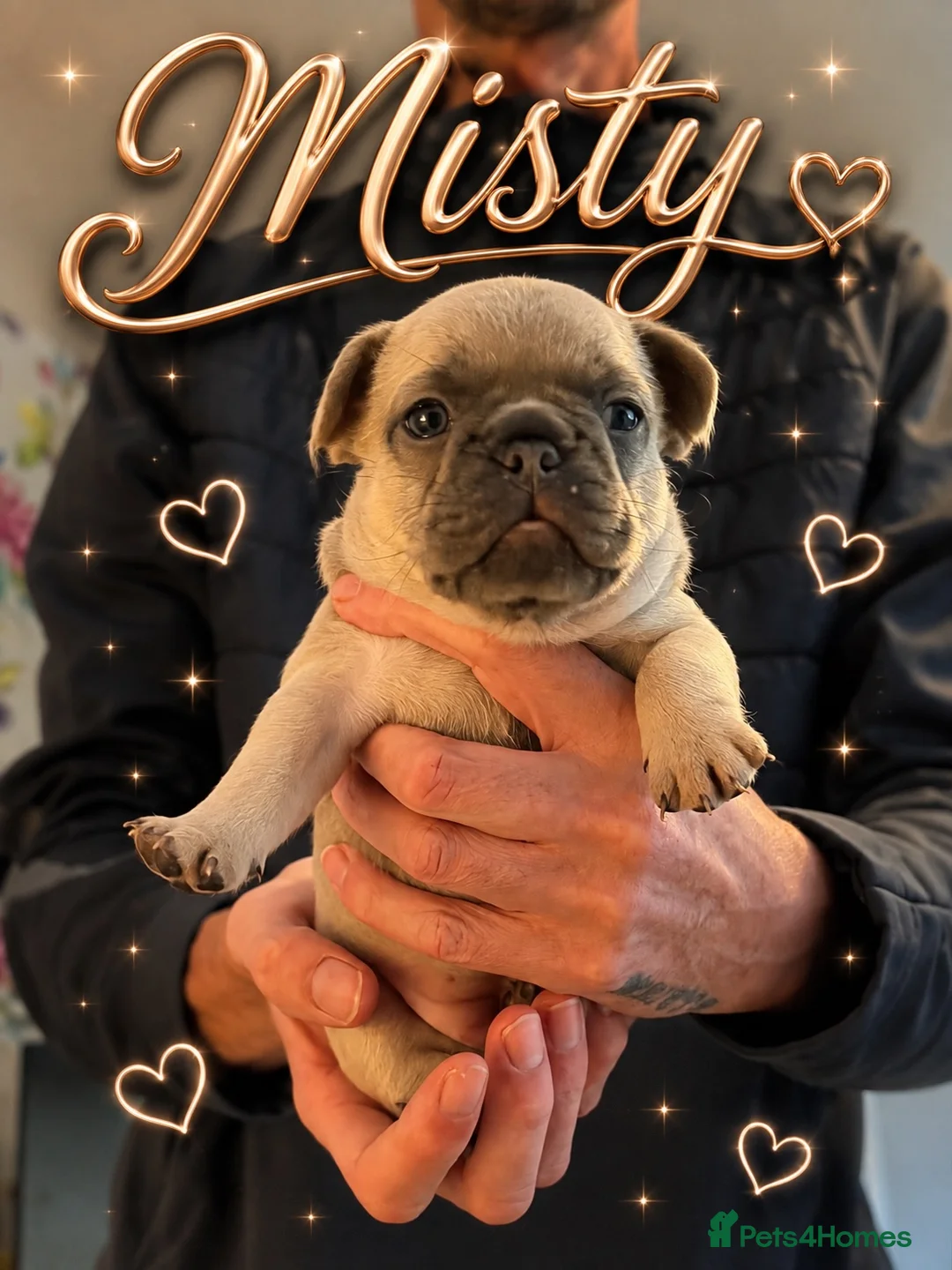 French Bulldog dogs for sale: french bulldog puppies  in Preston - Advert 1