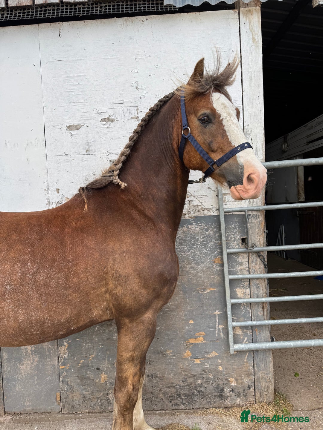Welsh Section D horses for sale: 🌟 Gorgeous – Quality Welsh Section D – 14.2hh 🌟 - Image 4
