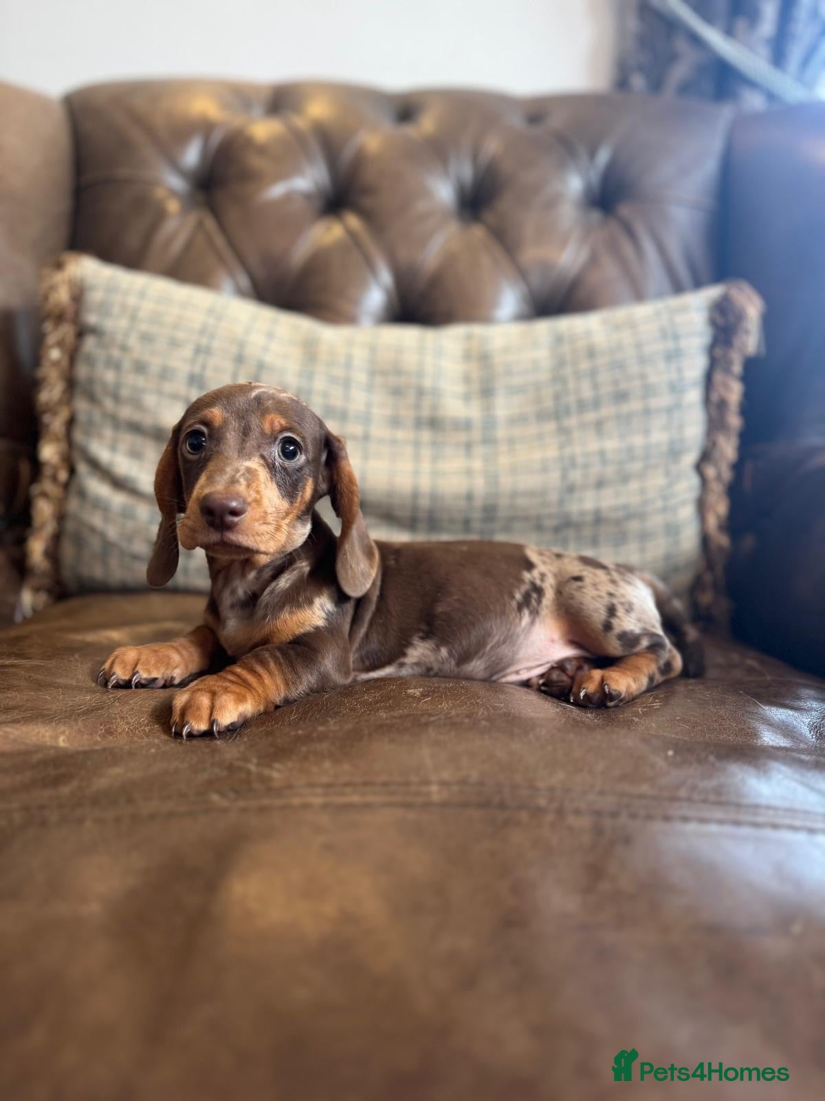 Dachshund dogs Miniature dachshund puppies  - Advert 1