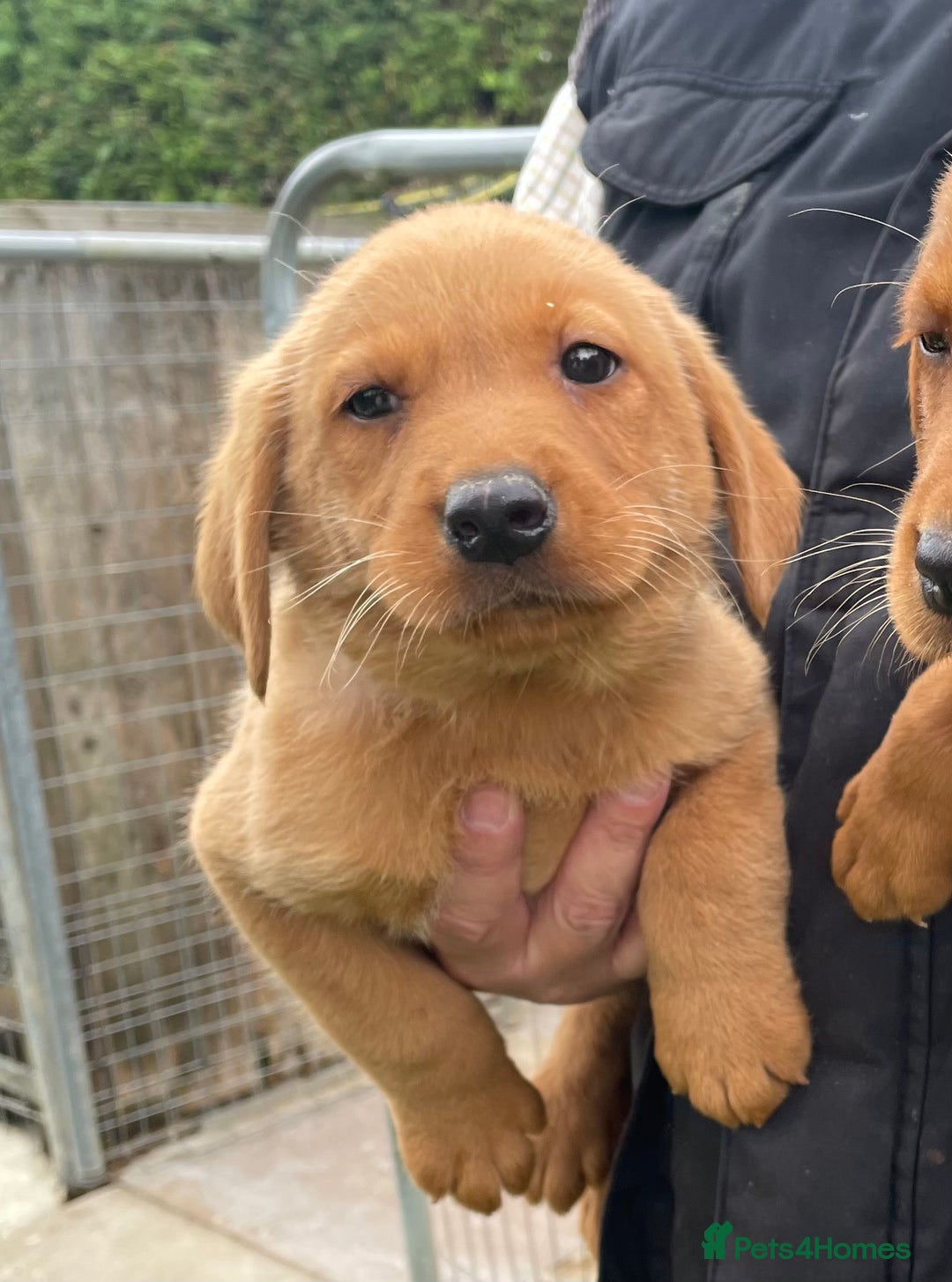 Labrador Retriever dogs for sale: Fox Red/ black Labrador puppies  - Image 7