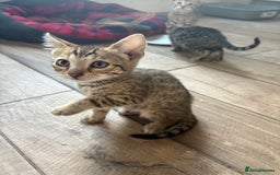 Bengal cats for sale: Bengal cubs for sale  - Image 12