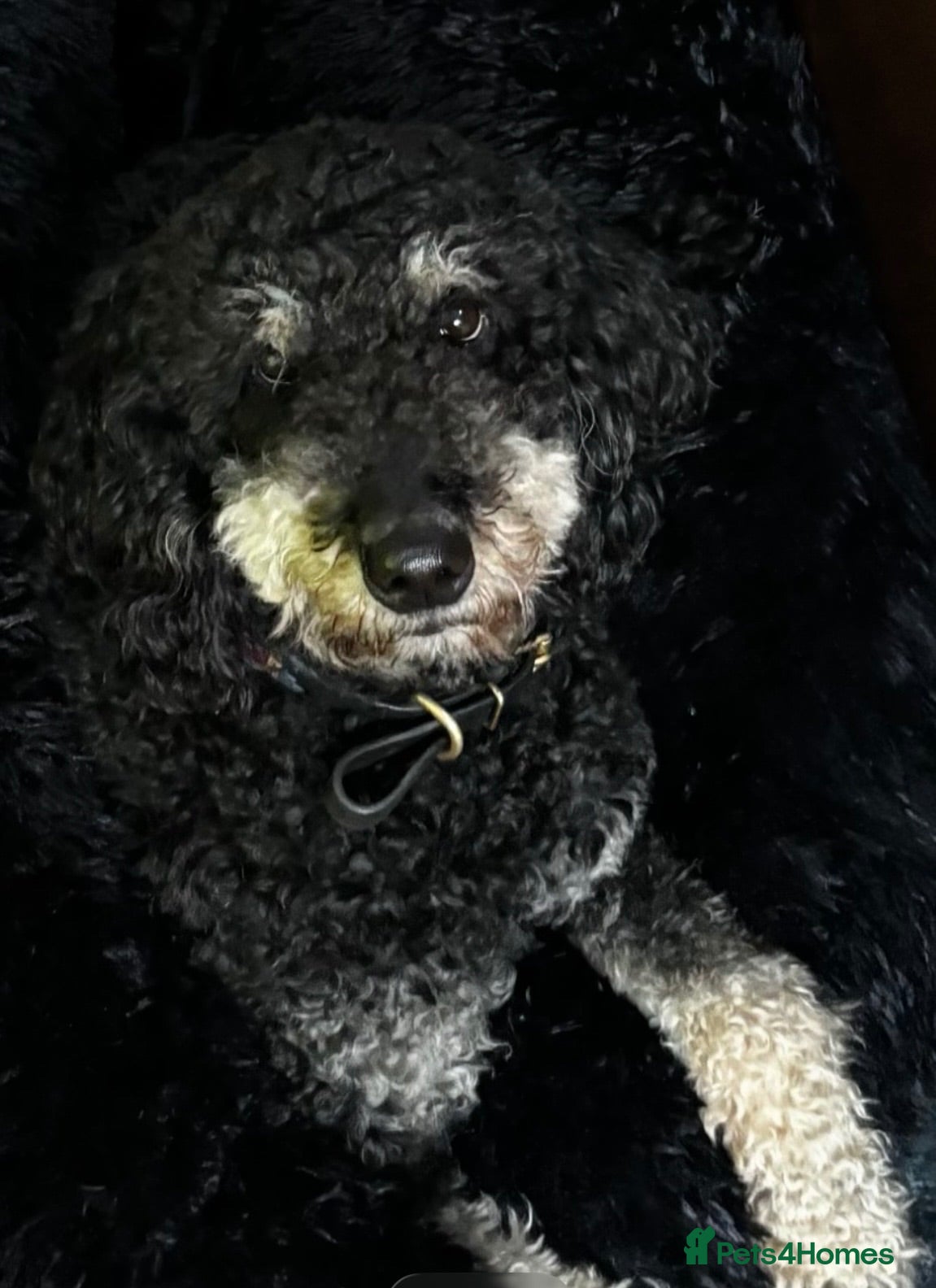 Labradoodle dogs Beautiful unique phantom/parti labradoodles - Advert 2