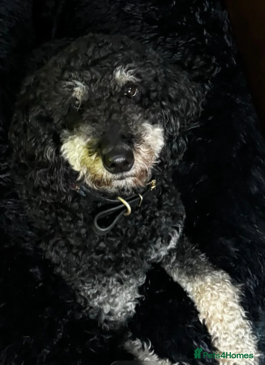 Labradoodle dogs for sale: Beautiful unique phantom/parti labradoodles in Melrose - Advert 1