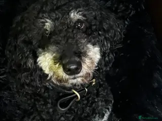 Labradoodle dogs Beautiful unique phantom/parti labradoodles - Advert 2