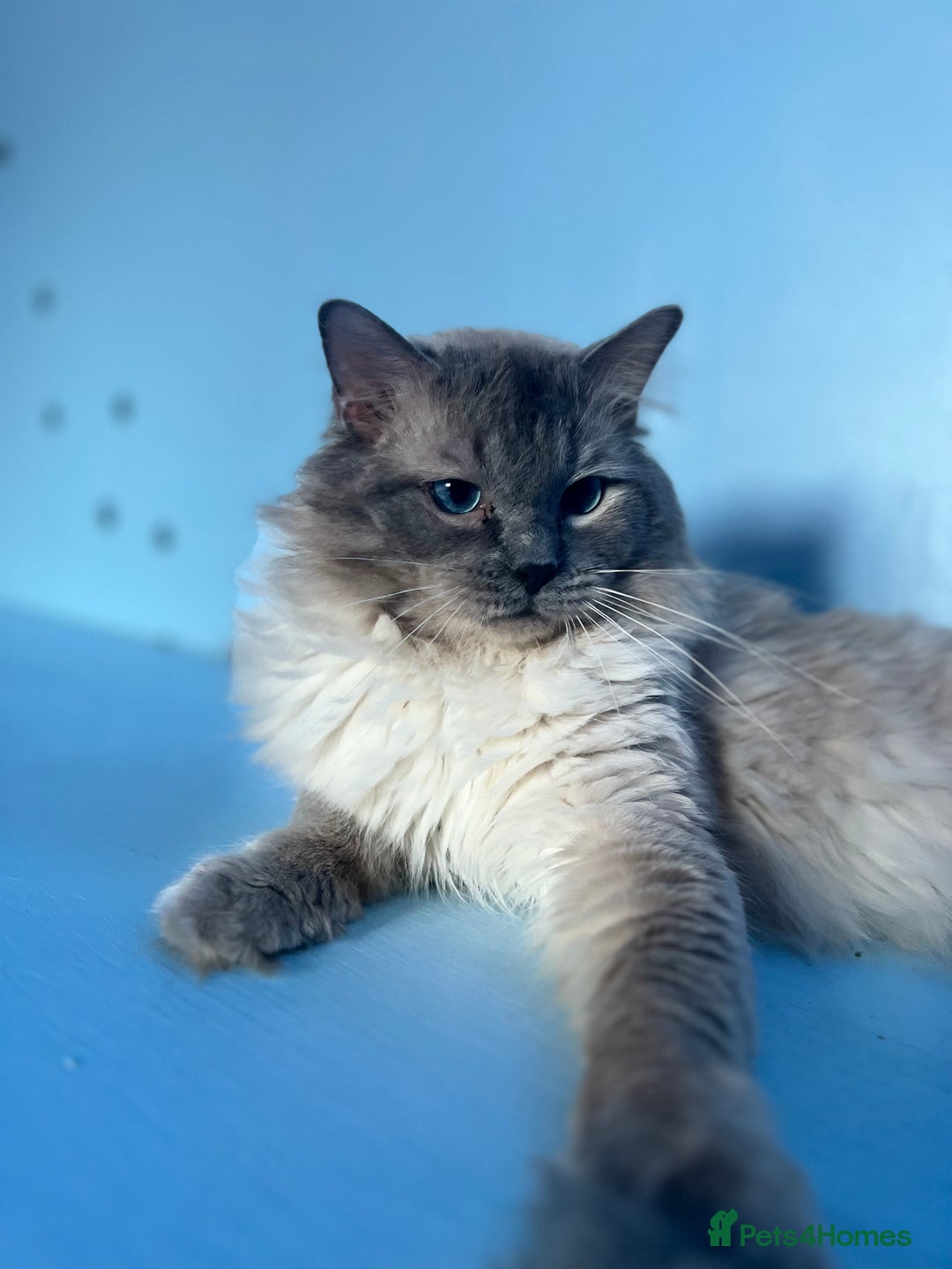 Ragdoll cats for stud: GCCF registered Ragdoll stud in Stoke-on-Trent - Advert 9
