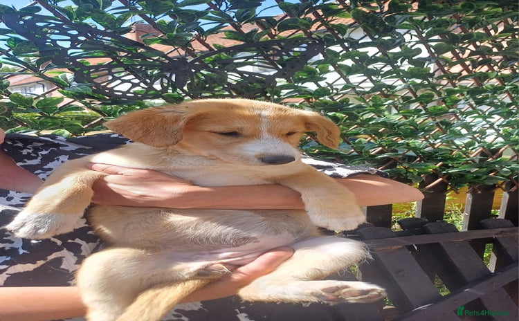 Mixed Breed dogs in Nottingham - Advert 4