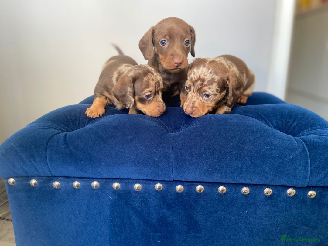 Dachshund dogs for sale: Kc fully health tested parents daxi boys - Advert 8
