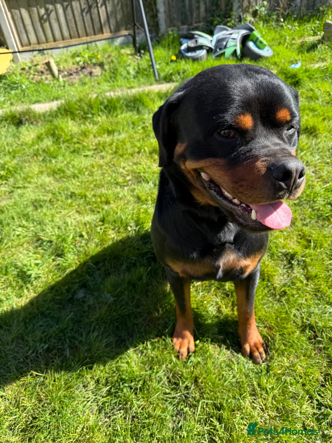 Rottweiler dogs for sale: Male 4 year old Rottweiler  - Advert 8