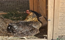 Chickens poultry for sale: 2x Rhode Rock Hens For Sale - Image 11