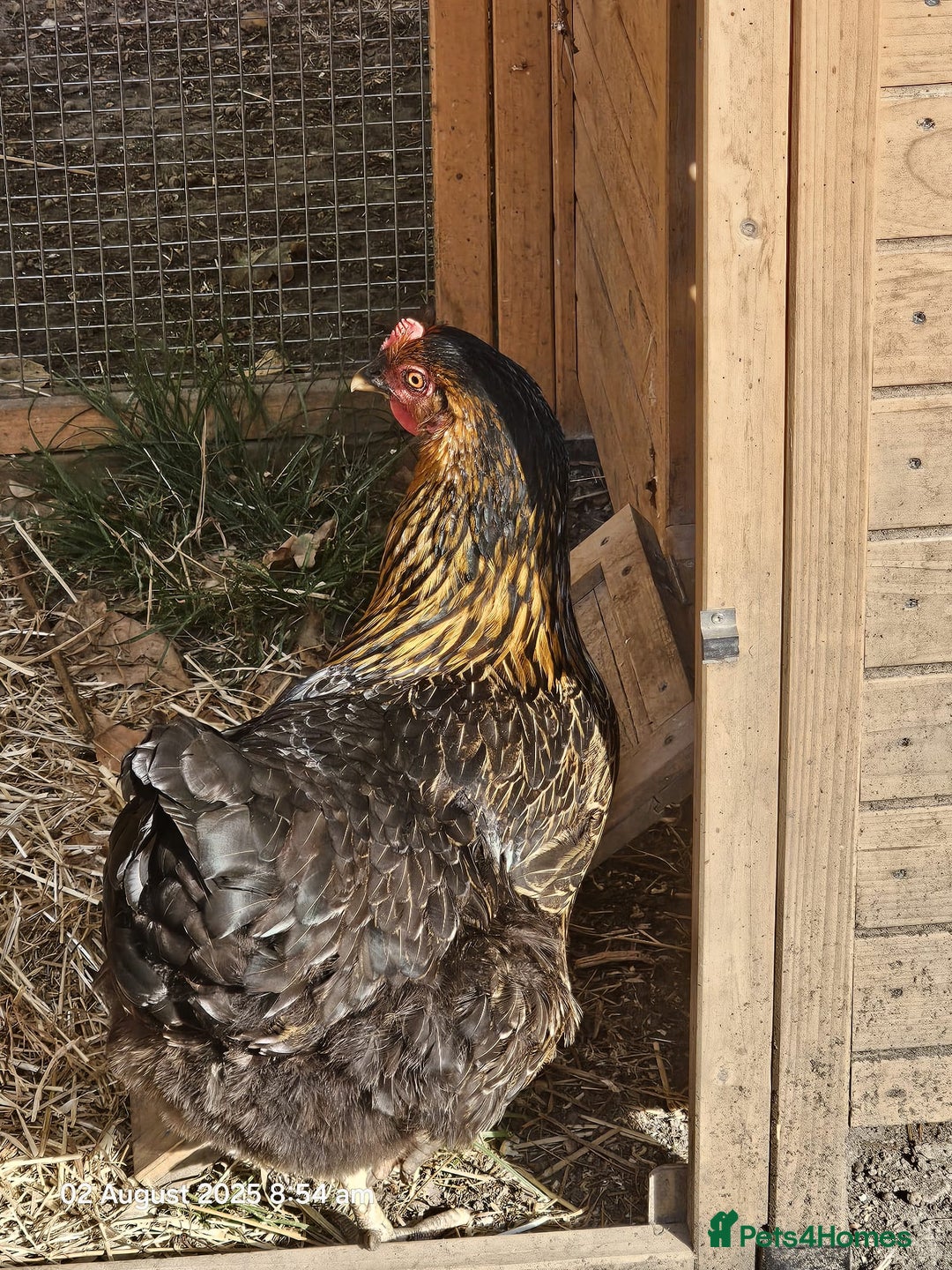 Chickens poultry for sale: 2x Rhode Rock Hens For Sale - Image 11