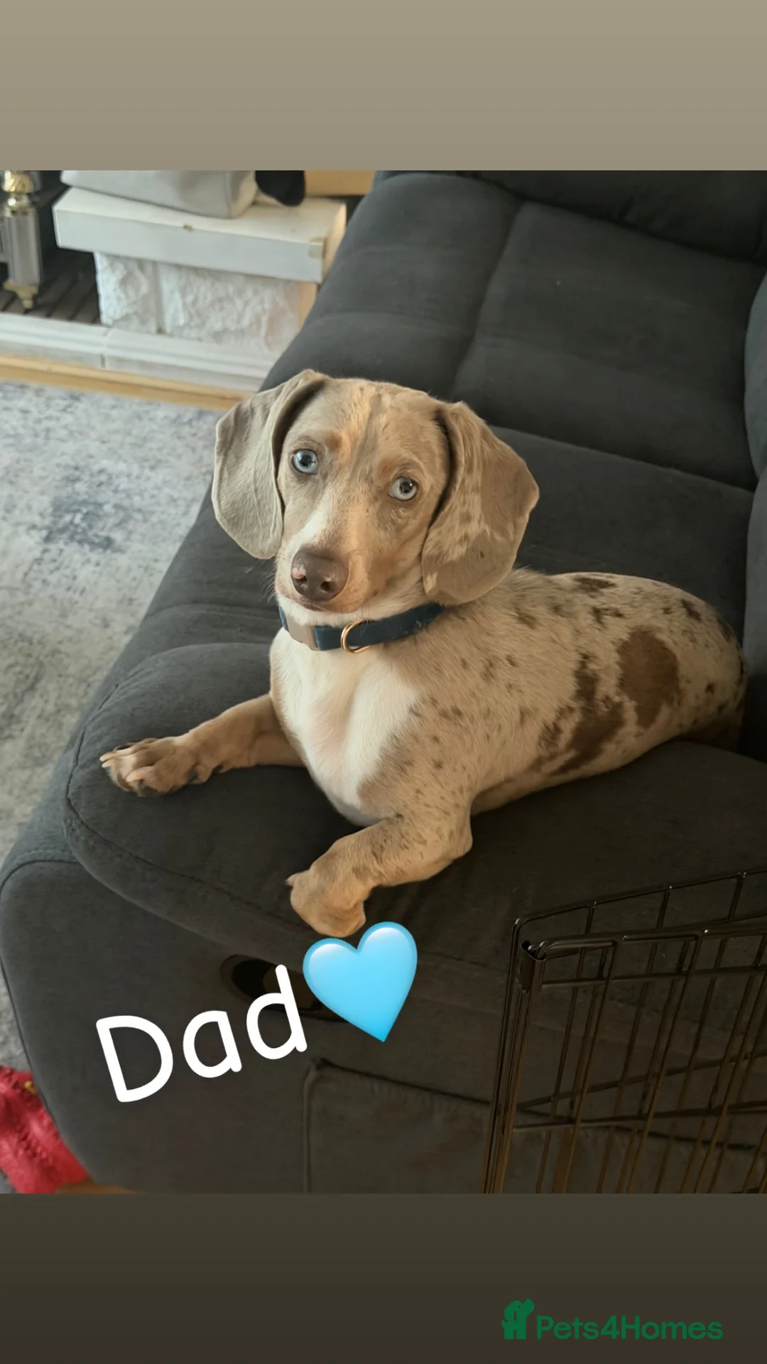 Dachshund dogs for sale: Dachshunds  - Advert 2