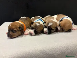 Jack Russell dogs Jack Russel puppies - Advert 6