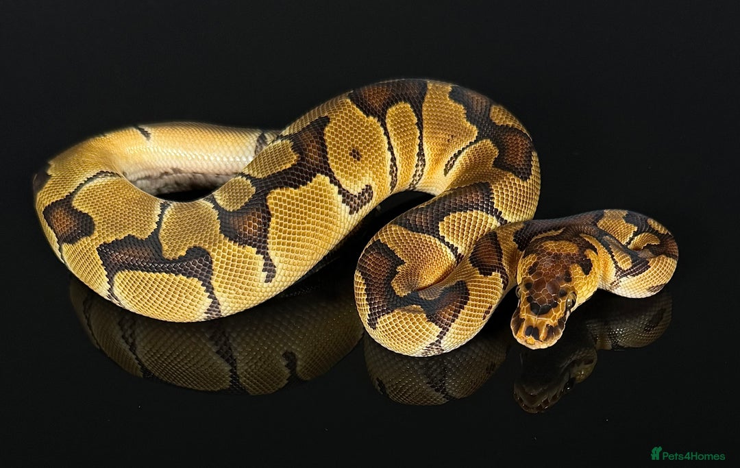 Python Snake reptiles for sale: Royal pythons/ball pythons  - Image 2