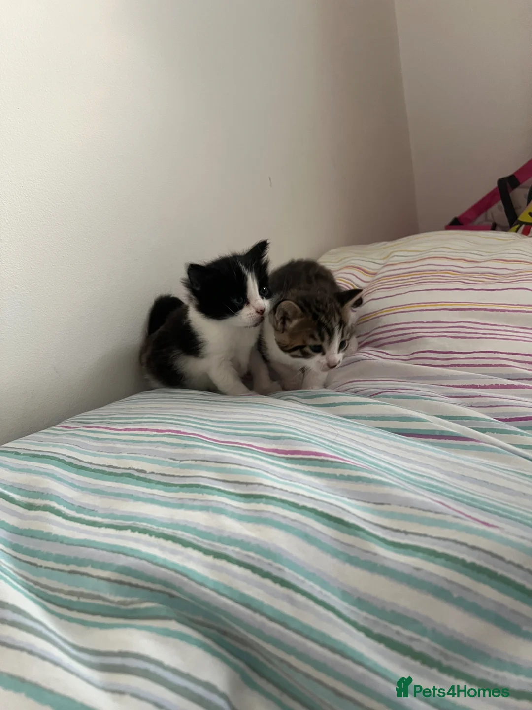 Mixed Breed cats for sale: Girl kittens for sale.  - Advert 1