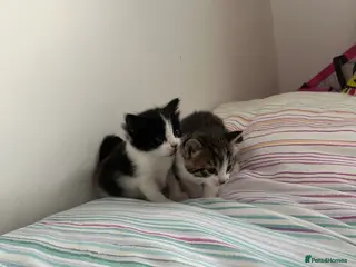 Mixed Breed cats Girl kittens for sale. - Advert 12