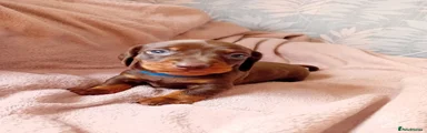 Miniature Dachshund- Blue Collar