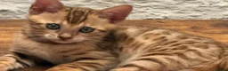 Bengal cats for sale: Gorgeous full pedigree reg bengal female kittens  - Advert 9