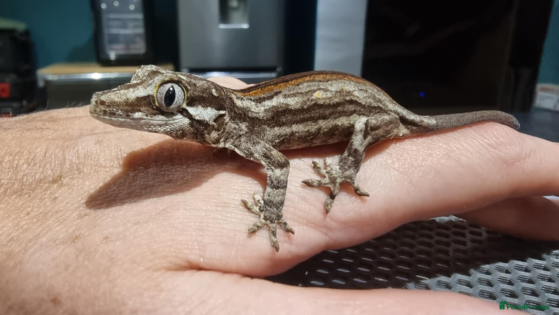 Gecko reptiles Gargoyle Gecko - Advert 1