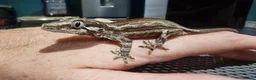 Gecko reptiles for sale: Gargoyle Gecko - Advert 1