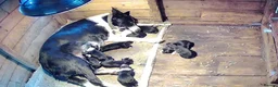 Border Collie dogs for sale: Black & White Border Collie Puppies in Bishop's Stortford - Advert 5