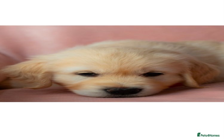 Golden Retriever dogs - Advert 1