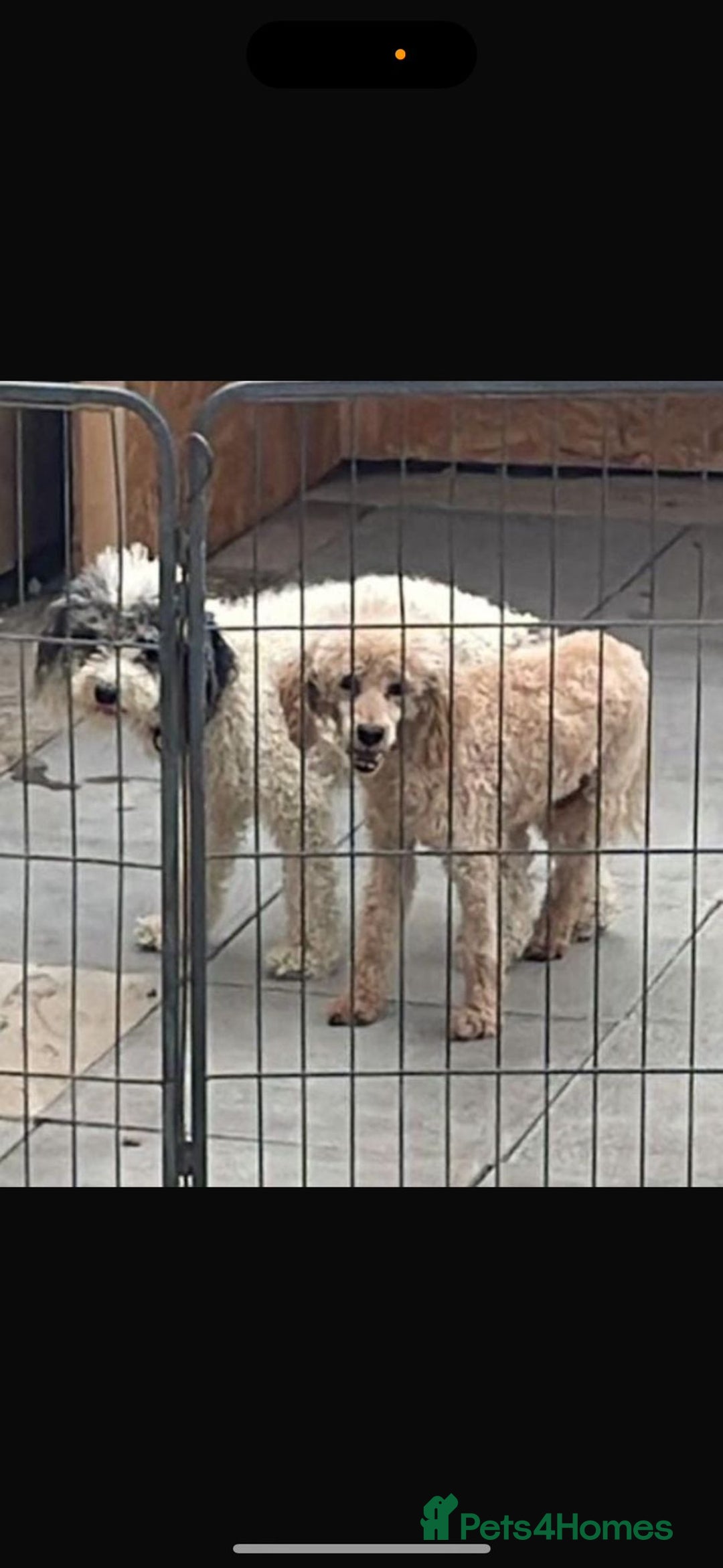 Toy Poodle dogs for sale: Toy poodle  - Advert 8