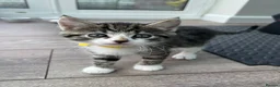 Mixed Breed cats for sale: Mixed breed kittens  - Advert 28