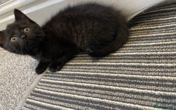 Mixed Breed cats for sale: 5 Kittens for sale  - Image 11