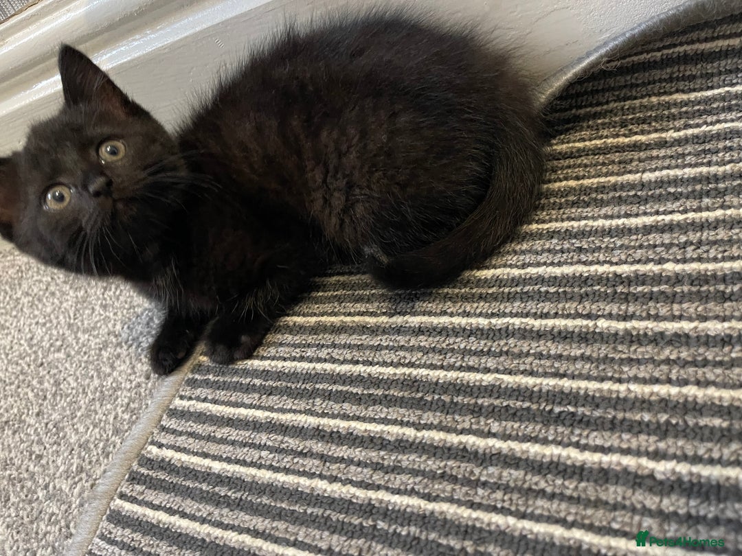 Mixed Breed cats for sale: 5 Kittens for sale  - Image 11