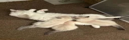 Ragdoll cats for sale: 1 ragdoll kitten boy - Advert 6