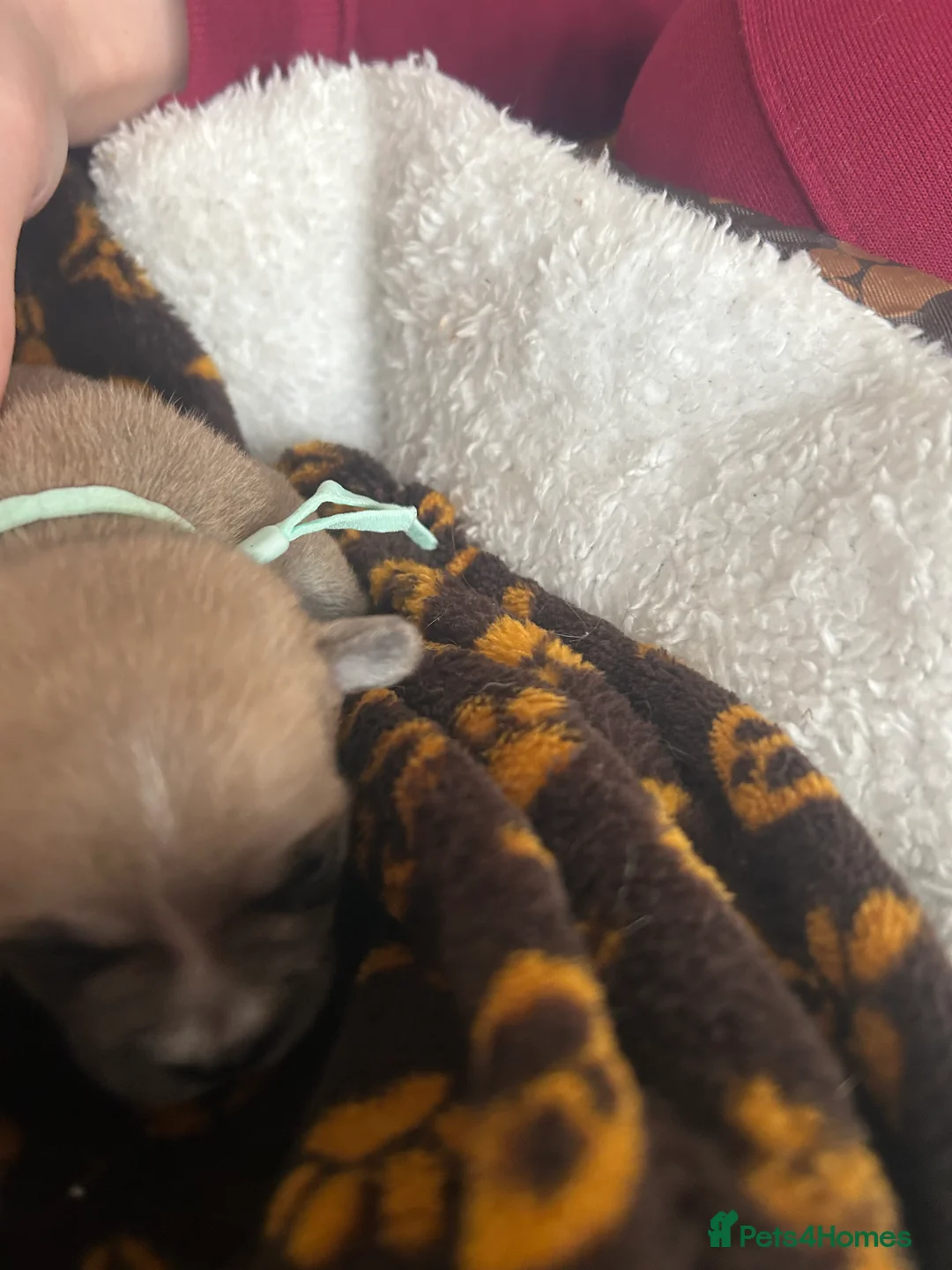 Pomchi dogs for sale: Beautiful Pomchi girls - Advert 8