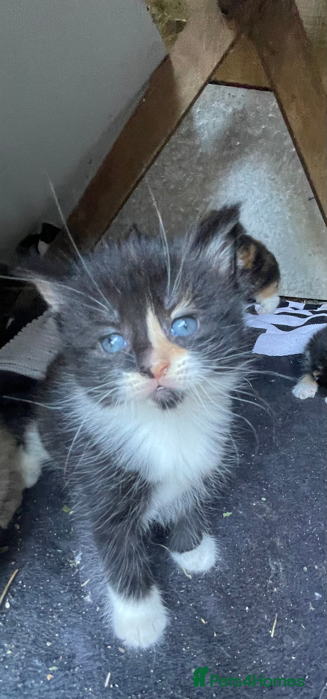 Mixed Breed cats for sale: Kittens for sale  - Image 24