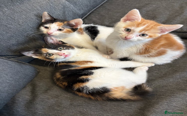 Mixed Breed cats - Advert 1