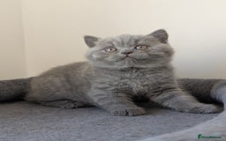 British Shorthair cats for sale: Lilac and Black British Shorthair kittens  - Image 5