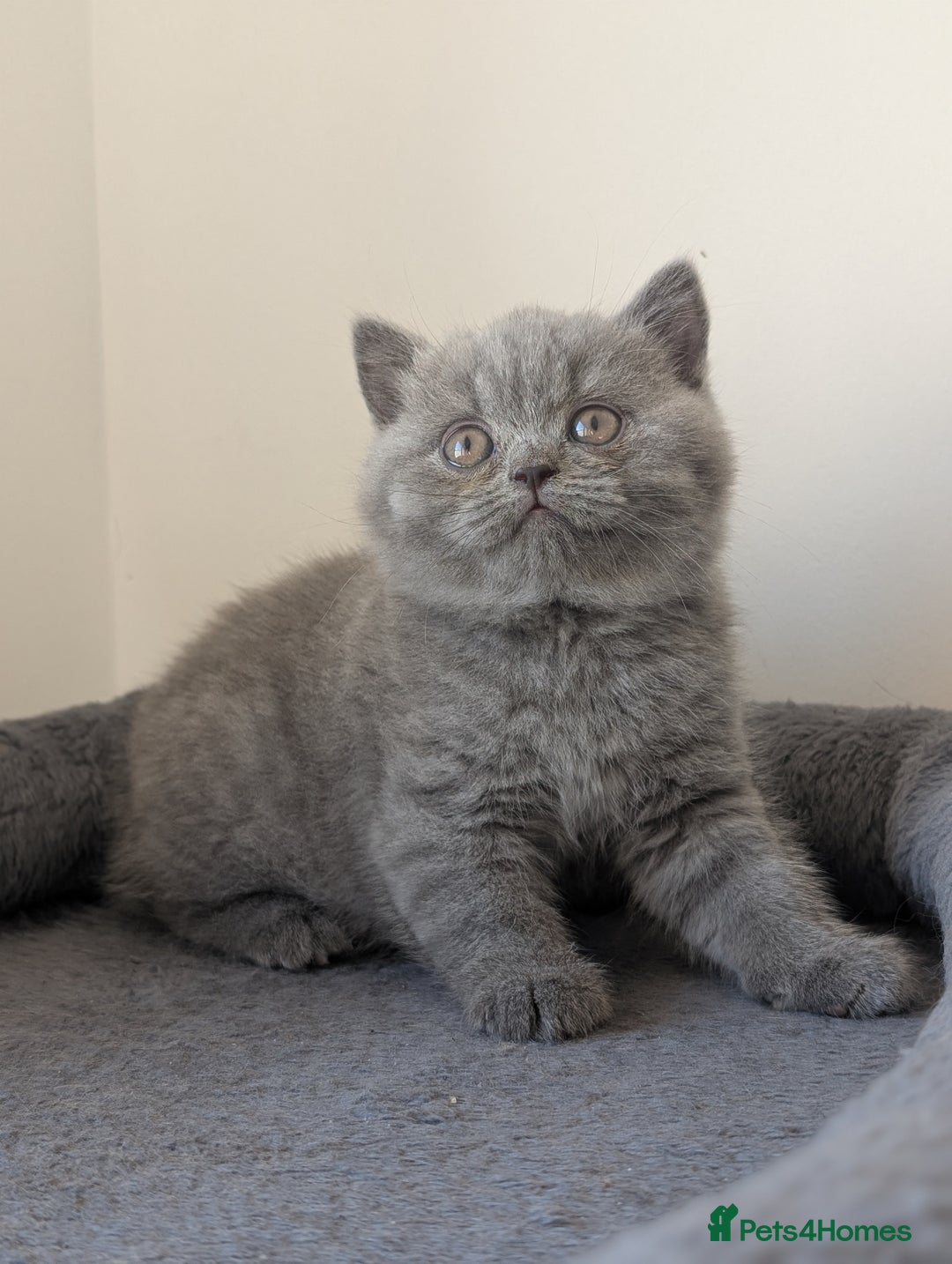 British Shorthair cats for sale: Lilac and Black British Shorthair kittens  - Image 5