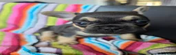 French Bulldog dogs for sale: French bulldog Puppies.  - Advert 11