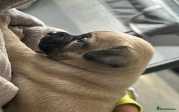Pug dogs for sale: 2 beautiful babies - Image 4