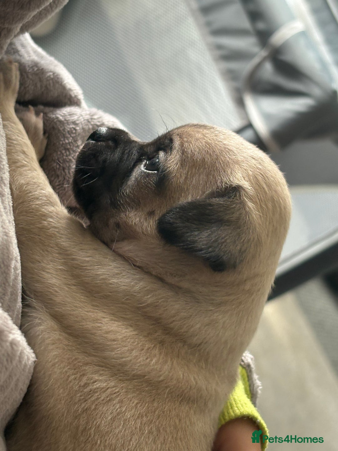 Pug dogs for sale: 2 beautiful babies - Image 4