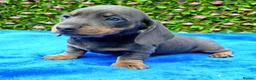 Miniature Dachshund dogs for sale: FULLY VAX BELLA KC Reg PRA Clear mini solid - Advert 17