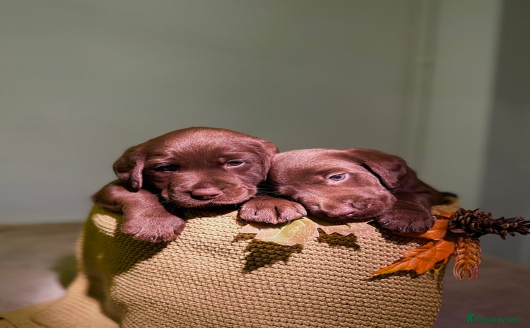 Labrador Retriever dogs 🐾 Beaytiful KC Labrador puppies!🐾 - Advert 1