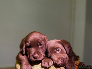 Labrador Retriever dogs for sale: 🐾 Beaytiful KC Labrador puppies!🐾 - Advert 1