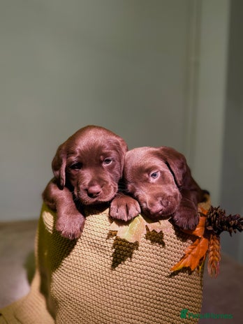 Labrador Retriever dogs 🐾 Beaytiful KC Labrador puppies!🐾 - Advert 1